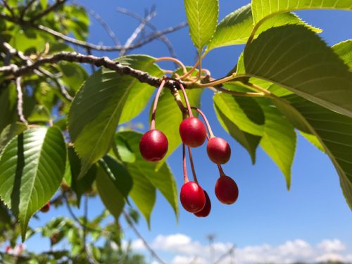 桜の実が真っ赤です ふくい味覚倶楽部の日記