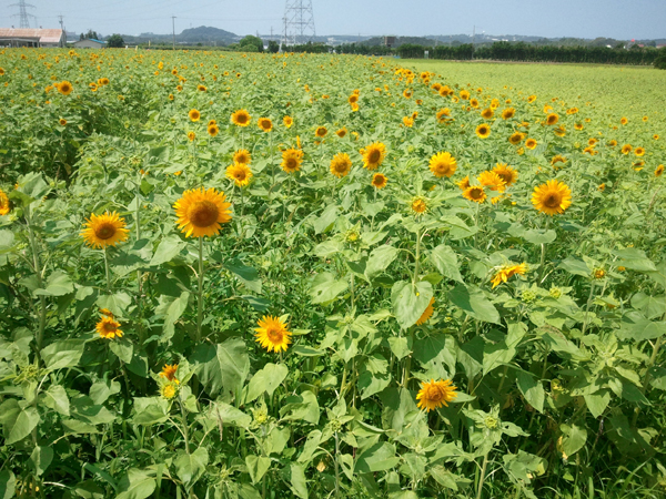 2013-08-05-10.45.26.jpg
